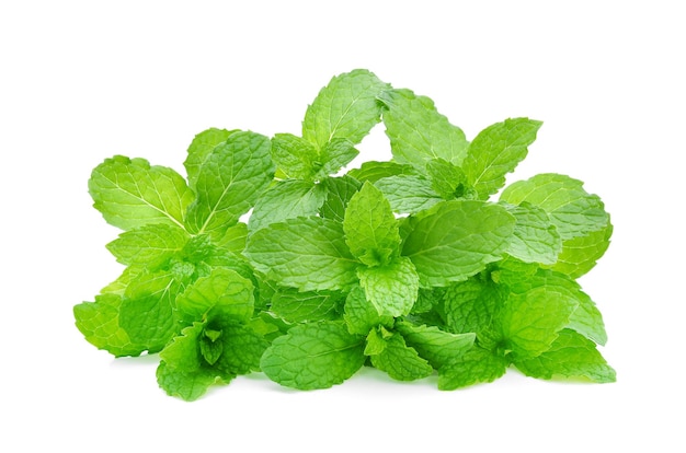 Mint leaves isolated on white background