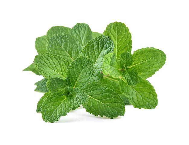 mint leaves isolated on white background