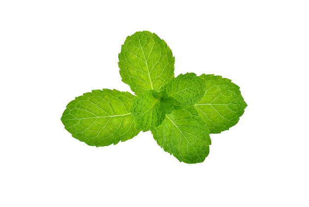 Mint leaves isolated on white background