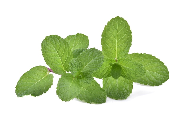 Mint leaves isolated on white background