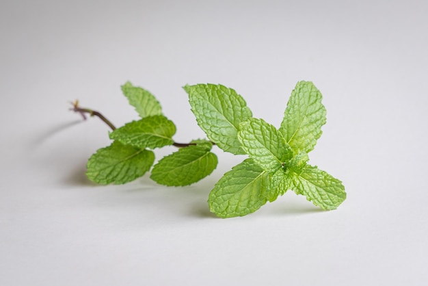 Mint leaves isolated on white background