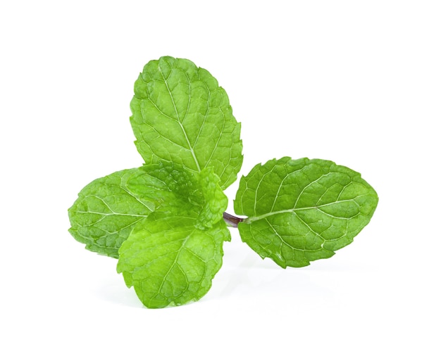 Mint leaves isolated on white