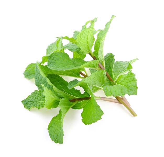 Mint leaves isolated