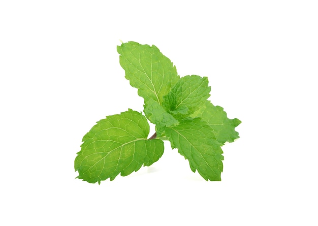 Mint leaves isolated.