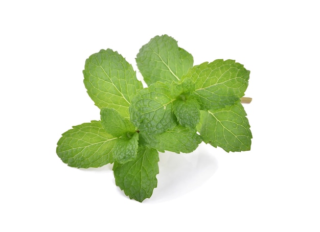 Mint leaves isolated.