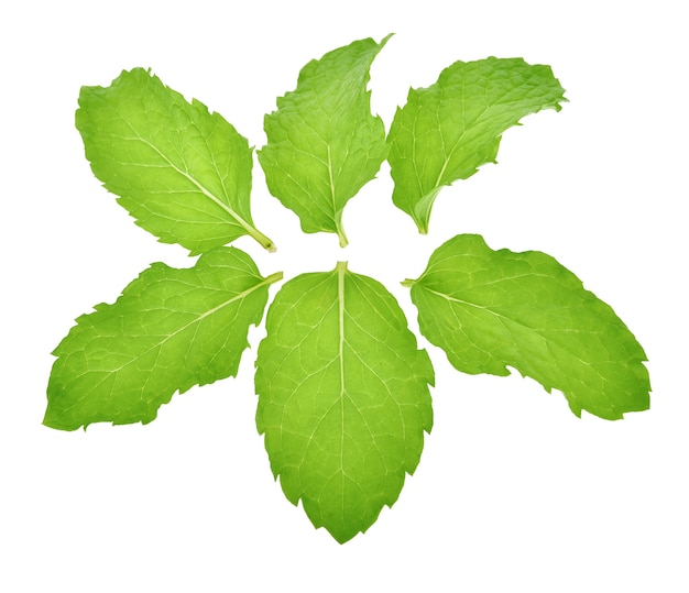 Mint leaves isolated.