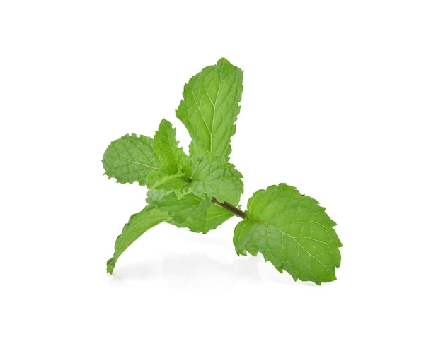 Mint leaves isolated.