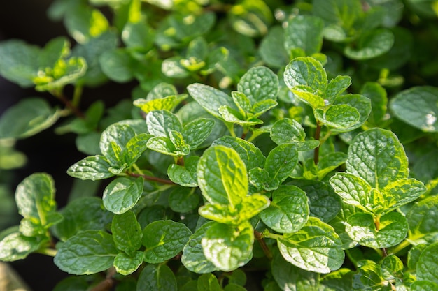 Mint leaves plant grow in organic vegetable garden