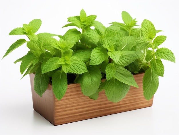 Mint Plant on White Background