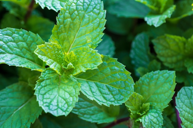 Mint plants grow at the vegetable garden