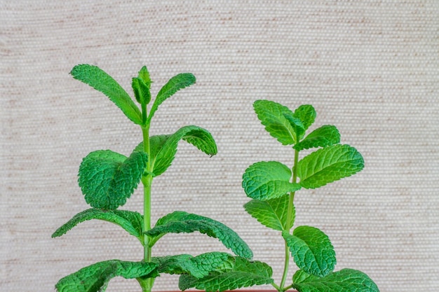 Mint in a pot