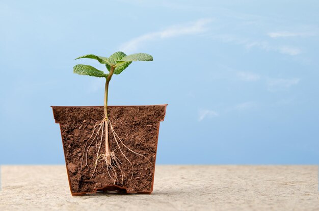 Mint sprout with roots in a vase against the sky