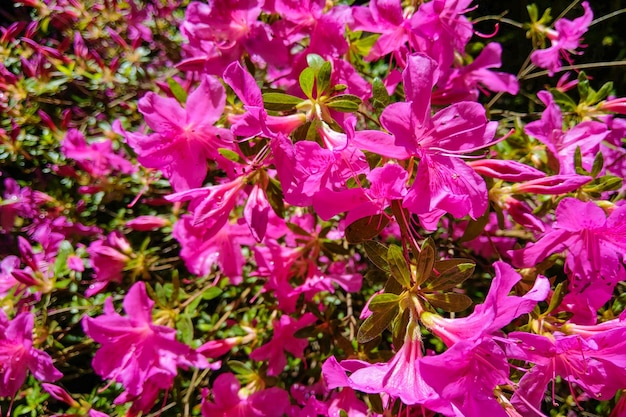 Mirabilis jalapa the miracle of Peru or a fourhour flower is the most common ornamental species of the Mirabilis plant and is available in various colors