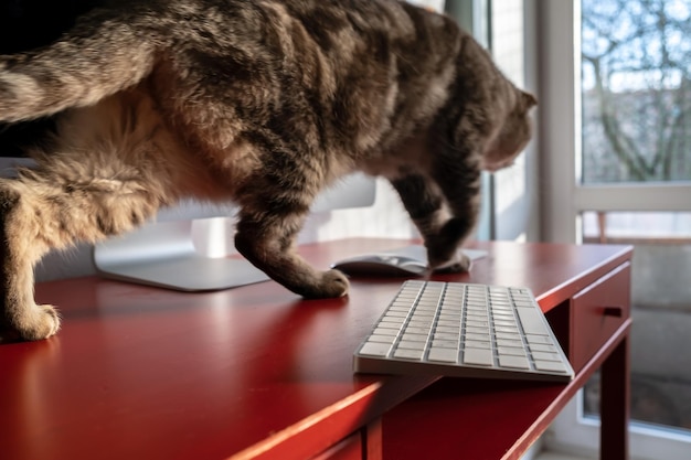 Mischievous cat runs across the desktop and may drop keyboard which lies dangerously on edge of desk