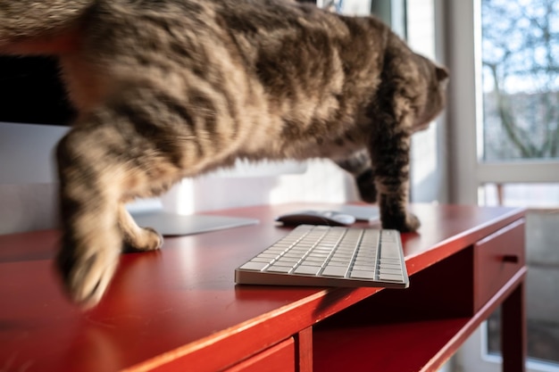 Mischievous cat runs across the desktop and may drop keyboard which lies dangerously on edge of desk