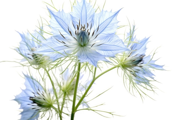 Mist Flower Tropical Garden Nature On A White Background