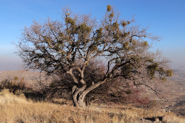 Mistletoe balls growing on a tree Evergreen mistletoe Viscum album