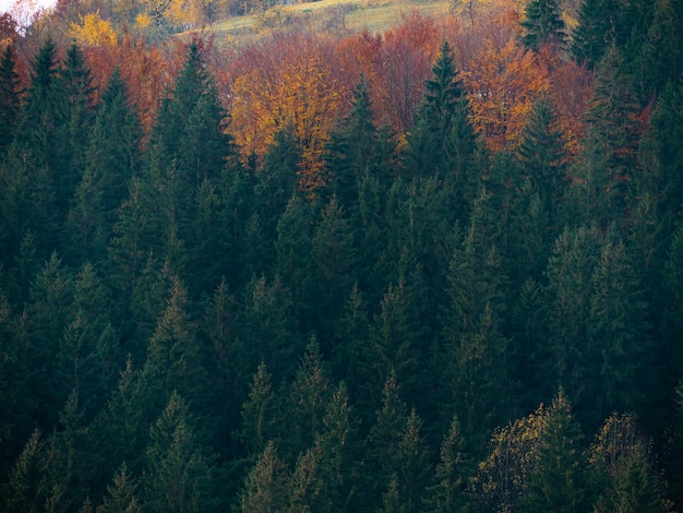 Misty fall Carpathian Mountains fog landscape Village in Transcarpathia region Foggy spruce pine trees forest scenic view Ukraine Europe Autumn countryside Eco Local tourism Recreational activities