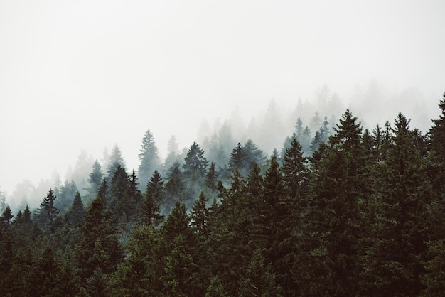 Misty foggy mountain landscape with fir forest and copyspace in vintage retro hipster style