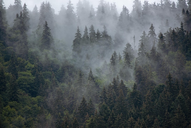 Misty foggy mountain landscape with fir forest in hipster vintage retro style