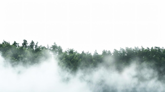 Misty Forest Morning on White Background