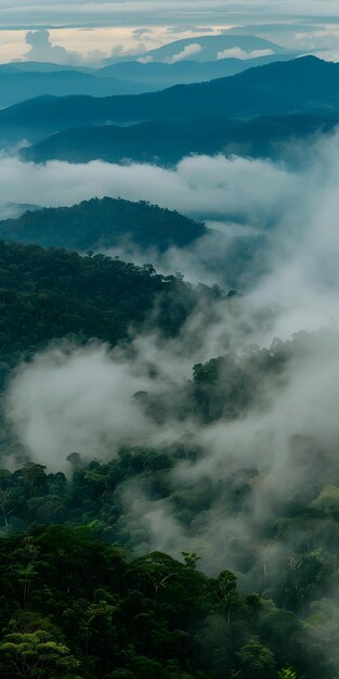 Misty Green Forest