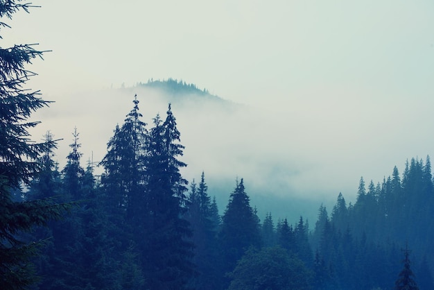 Misty landscape with mountains and fir forest in hipster vintage retro style