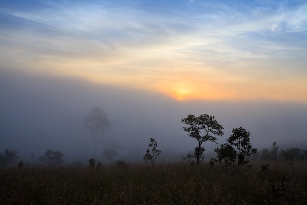 Misty morning sunrise in mountain at Thung Salang Luang National Park PhetchabunThailand