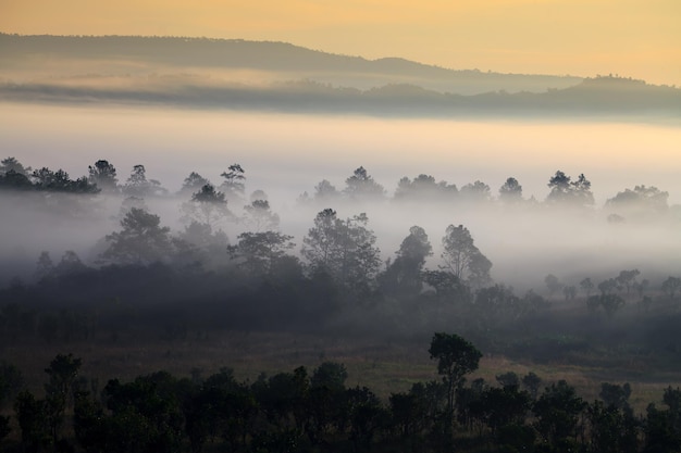 Misty morning sunrise in mountain at Thung Salang Luang National Park PhetchabunThailand