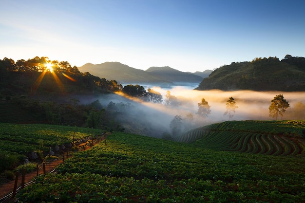 Misty morning sunrise in strawberry garden at Doi Ang khang mountain chiangmai thailand