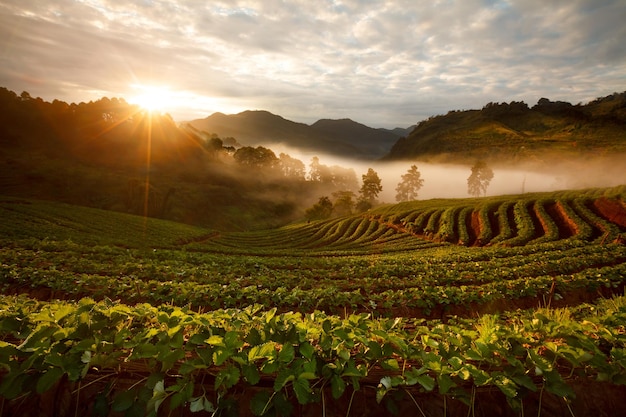 Misty morning sunrise in strawberry garden at Doi Angkhang mountain chiangmai thailand