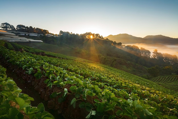 Misty morning sunrise in strawberry garden at Doi Angkhang mountain chiangmai thailandxA