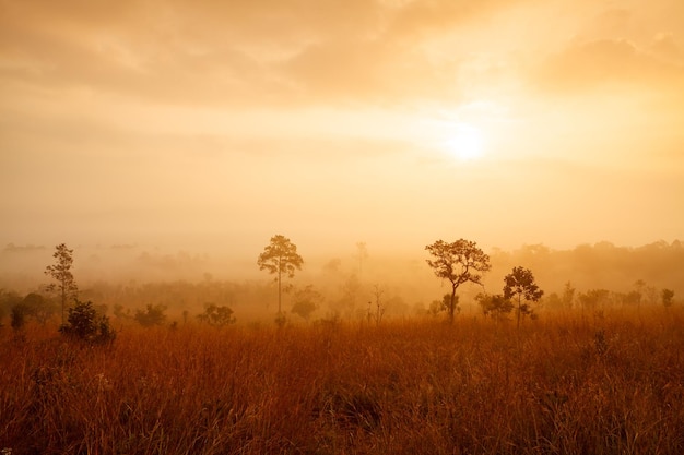 Misty morning sunrise at Thung Salang Luang National Park PhetchabunThailand