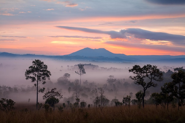 Misty morning sunrise at Thung Salang Luang National Park PhetchabunTung slang luang