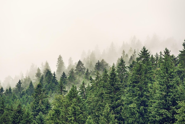 Misty mountain landscape