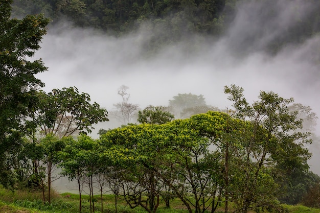 Misty Rainforest in  Costa Rica,  Central America