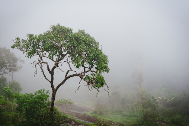 Misty rainforest with steam and moisture.