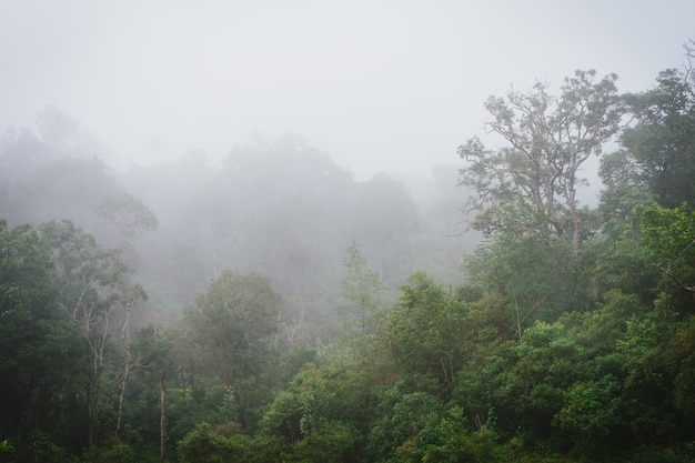 Misty rainforest with steam and moisture.