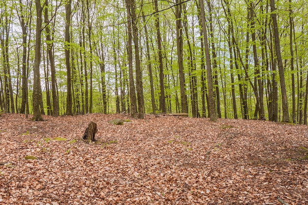 Misty spring beech forest in a nature reserve in southern Sweden.