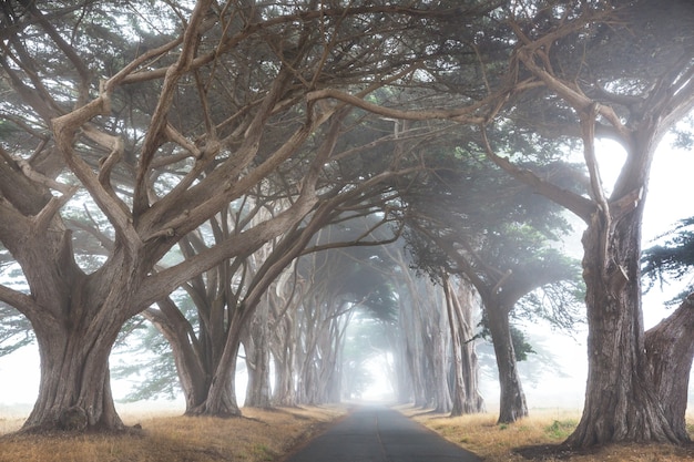 Misty trees alley in foggy weather.