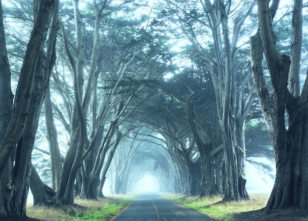 Misty trees alley in foggy weather.