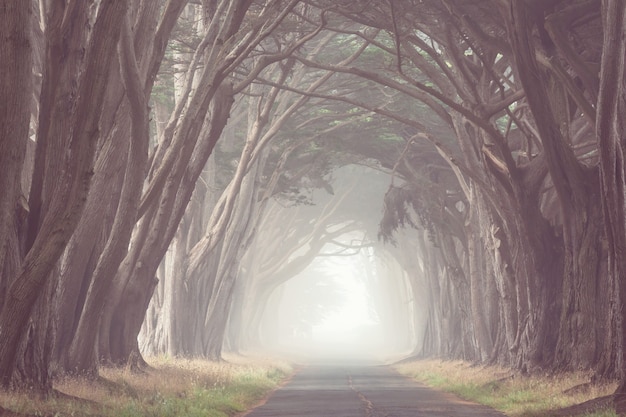 Misty trees alley in foggy weather.