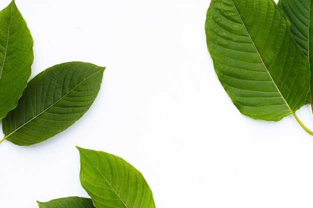 Mitragyna speciosa Fresh kratom leaf on white background Frame of leaves