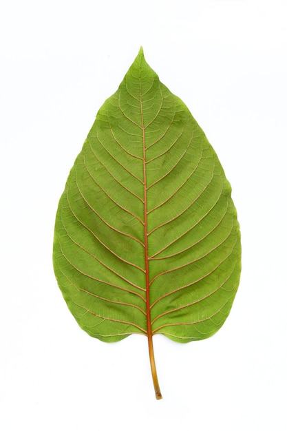 Mitragyna speciosa Fresh kratom leaf on white background