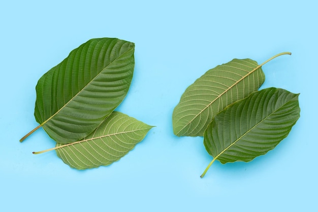 Mitragyna speciosa, Fresh kratom leaves on blue background