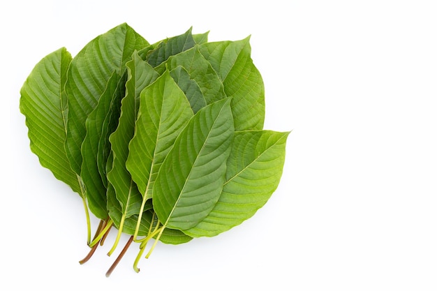 Mitragyna speciosa, Fresh kratom leaves on white background