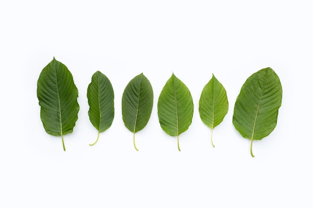 Mitragyna speciosa Fresh kratom leaves on white background