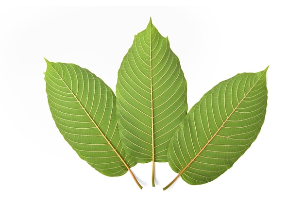 Mitragyna speciosa kratom leaves isolated on white background Top view