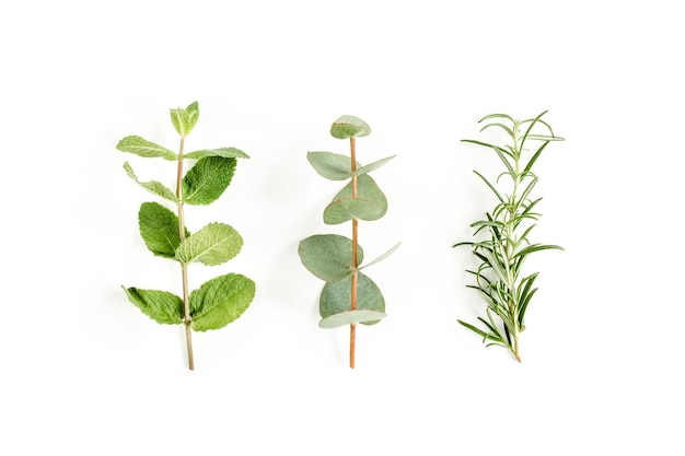 Mix of herbs green branches leaves mint eucalyptus rosemary and plants collection on white backgroun