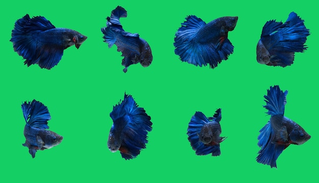 Mixed action of blue fighting fish with green background